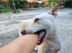 Understanding Why Your Dog Gently Mouthe Your Hand