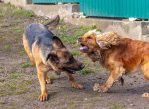 Preventing Dog Conflicts in the Same Household: A Practical Guide