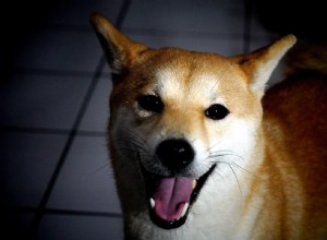 Effective Ways to Stop Your Shiba Inu From Biting