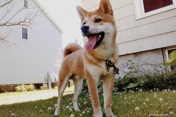 Efektivní způsoby, jak zabránit kousání vašeho Shiba Inu 