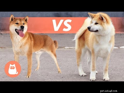 Efektivní způsoby, jak zabránit kousání vašeho Shiba Inu 