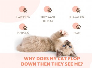 Why Do Cats Flop Down When They Spot Their Owner?