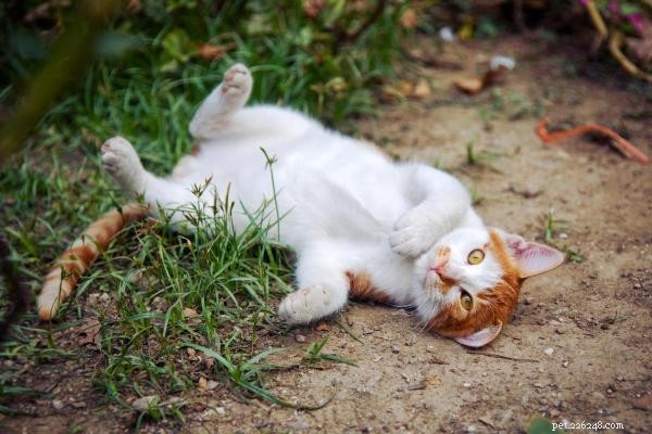 Perché i gatti cadono a terra quando vedono il loro proprietario? 