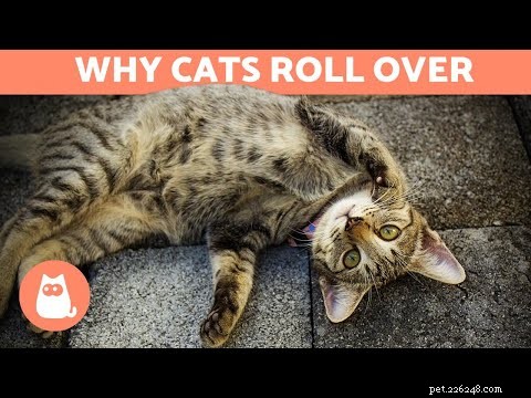 Perché i gatti cadono a terra quando vedono il loro proprietario? 