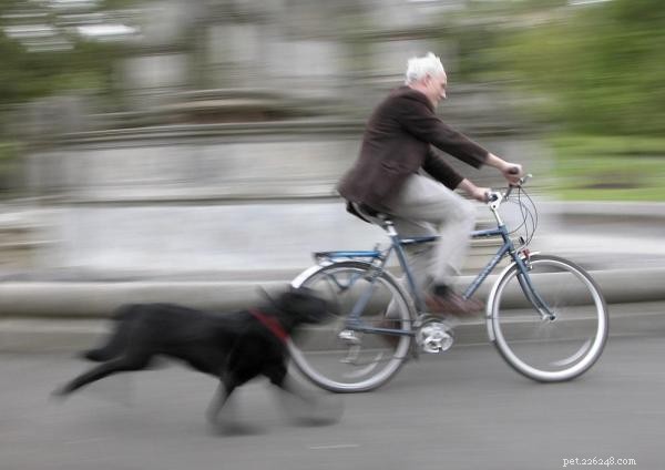 Varför hundar jagar bilar och cyklar:orsaker, risker och förebyggande 