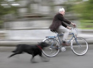 Why Dogs Chase Cars & Bikes: Causes, Risks, and Prevention