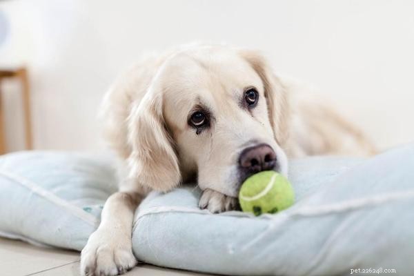 Varför din hund inte spelar:vanliga orsaker och beprövade lösningar 