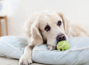 Why Your Dog Won’t Play: Common Causes & Proven Solutions