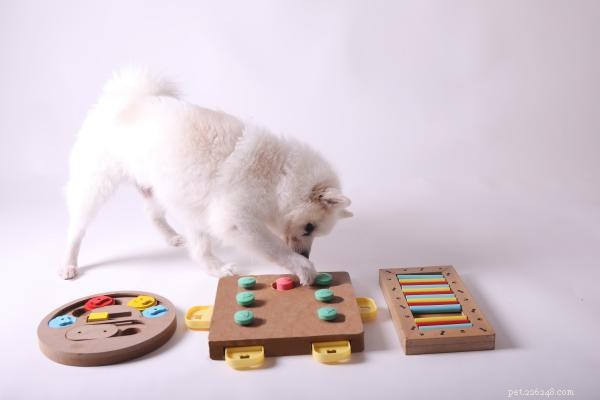 Varför din hund inte spelar:vanliga orsaker och beprövade lösningar 