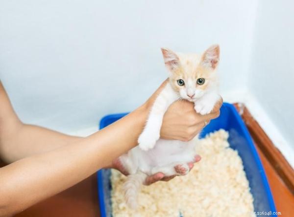 Quali sono le ragioni per cui i gatti evitano la lettiera e come risolverlo 
