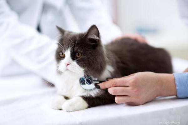 Quali sono le ragioni per cui i gatti evitano la lettiera e come risolverlo 