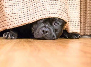 Keep Your Dog Calm During Fireworks: Proven Tips & Techniques