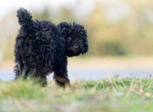 How to Train Your Dog to Respond Instantly When Called