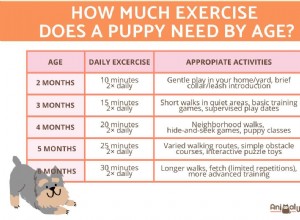 Daily Exercise Requirements for Puppies: Tailored to Age, Breed, and Size
