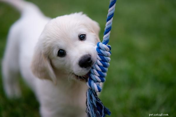 Requisiti di esercizio quotidiano per i cuccioli:adattati a età, razza e taglia 