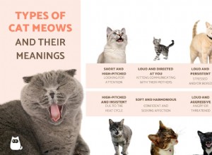 Decoding Your Cat’s Meows: Types & What They Really Mean