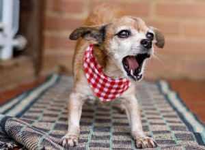 Stop Your Dog’s Doorbell Barking: Proven Training Tips & Root Causes