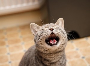 What’s Your Cat Trying to Say? Decoding Door-Meowing Behavior