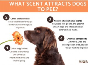 The Science Behind Why Dogs Choose Specific Spots to Pee