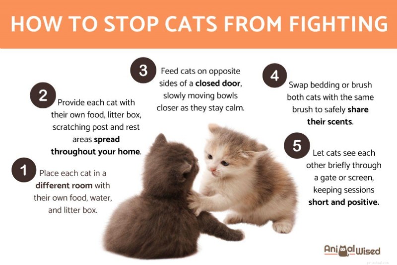 Mettre fin aux combats de chats :des moyens simples et éprouvés de restaurer l harmonie 