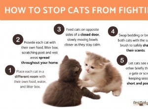 Ending Cat Fights: Simple, Proven Ways to Restore Harmony