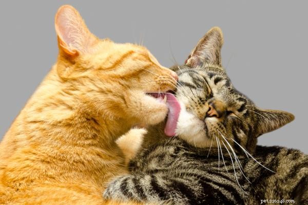Mettre fin aux combats de chats :des moyens simples et éprouvés de restaurer l harmonie 