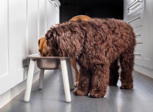 Nighttime Excessive Thirst in Dogs: Causes, Symptoms, and When to See a Vet