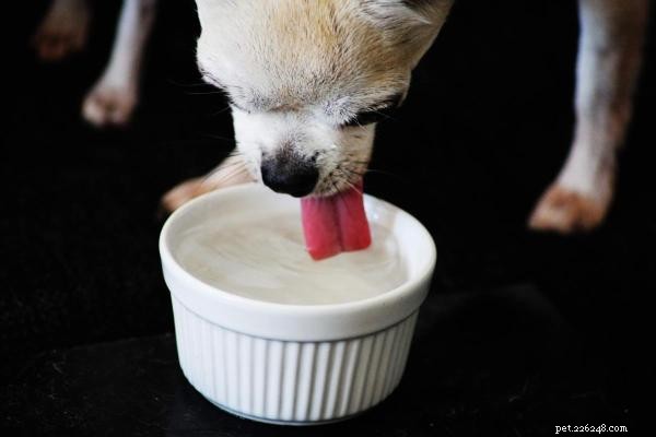 Soif excessive nocturne chez le chien :causes, symptômes et quand consulter un vétérinaire 