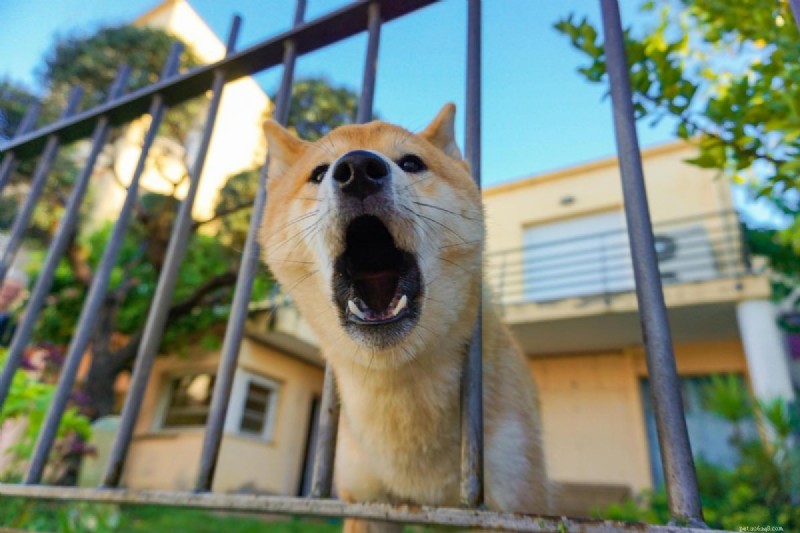 Empêchez votre chien d aboyer lorsque vous partez :stratégies éprouvées pour des animaux calmes et confiants 