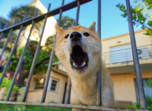 Prevent Your Dog’s Barking When You Leave: Proven Strategies for Calm, Confident Pets
