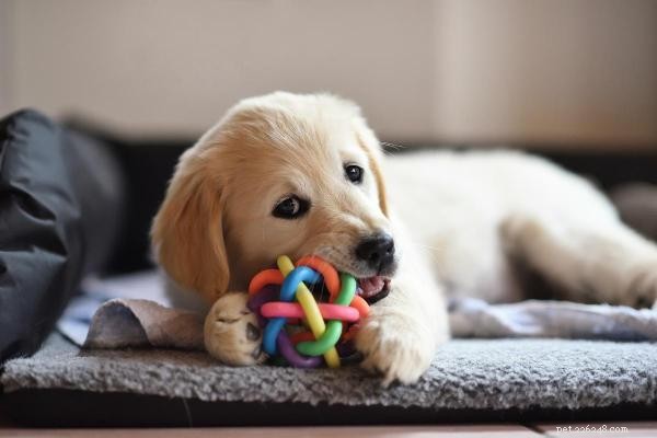 Empêchez votre chien d aboyer lorsque vous partez :stratégies éprouvées pour des animaux calmes et confiants 