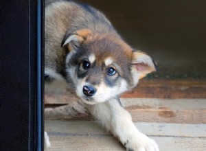 Recovering a Traumatized Dog: Essential Steps After an Attack