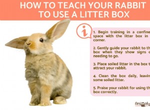 Step‑by‑Step Guide to Litter‑Box Training Your Rabbit