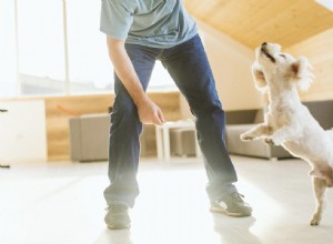 Why Does My Dog Jump and Bite? Understanding & Fixing This Behavior
