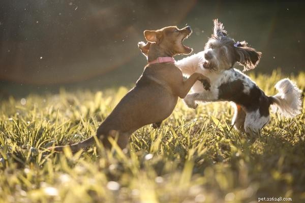 私の犬が飛び跳ねたり噛んだりするのはなぜですか?この動作を理解して修正する 