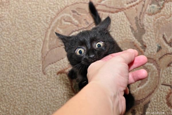 効果的な猫のしつけ:ポジティブで自然なトレーニングテクニック 