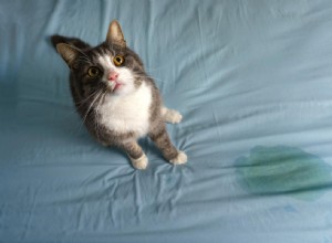 Cat Peeing on Kid s Bed? Causes, Diagnosis, and Solutions
