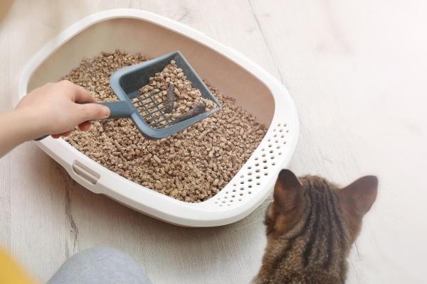 Katt kissar på barnsäng? Orsaker, diagnos och lösningar 