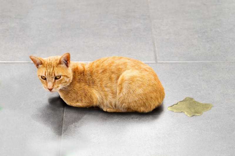 Stoppa din katt från att kissa utanför kattlådan – beprövade lösningar 