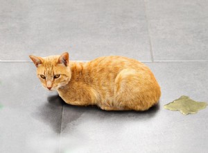 Stop Your Cat from Peeing Outside the Litter Box – Proven Solutions