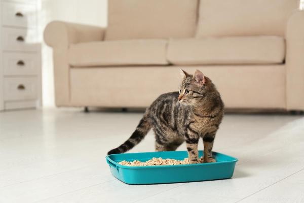 Stoppa din katt från att kissa utanför kattlådan – beprövade lösningar 