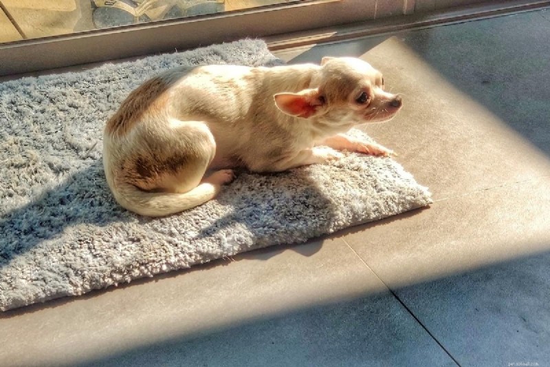 Perché il mio cane non vuole uscire? Cause comuni e soluzioni rapide 
