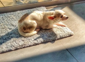 Why Won’t My Dog Want to Go Outside? Common Causes & Quick Fixes