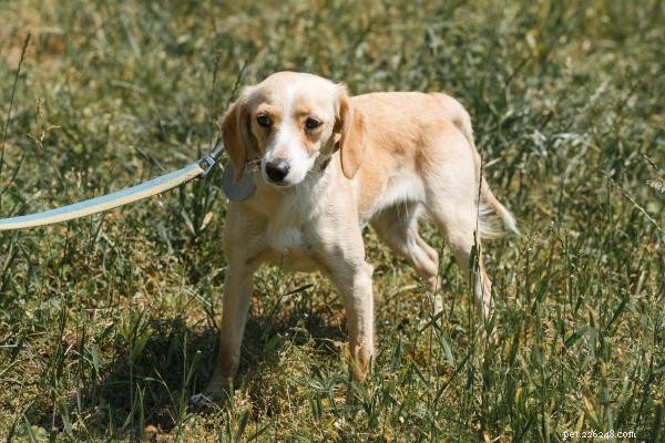 Perché il mio cane non vuole uscire? Cause comuni e soluzioni rapide 
