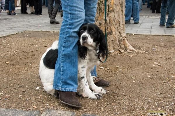 Perché il mio cane non vuole uscire? Cause comuni e soluzioni rapide 