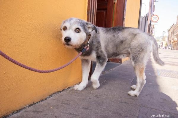 Perché il mio cane non vuole uscire? Cause comuni e soluzioni rapide 