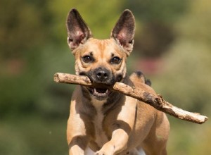 Determining the Ideal Exercise Routine for Your Dog