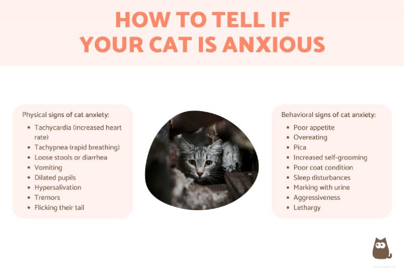 Individuare l’ansia nei gatti:segnali chiave e soluzioni efficaci 