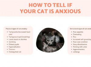 Spotting Anxiety in Cats: Key Signs and Effective Solutions