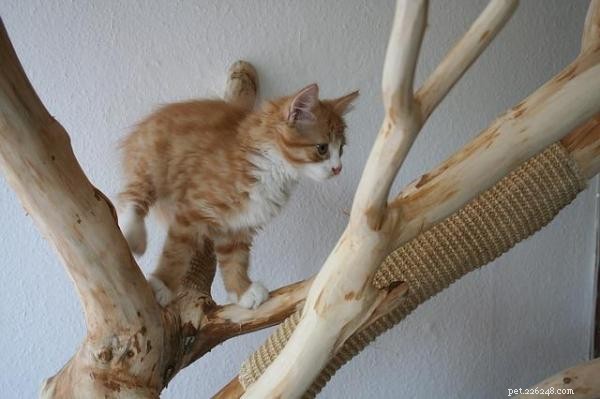 Individuare l’ansia nei gatti:segnali chiave e soluzioni efficaci 